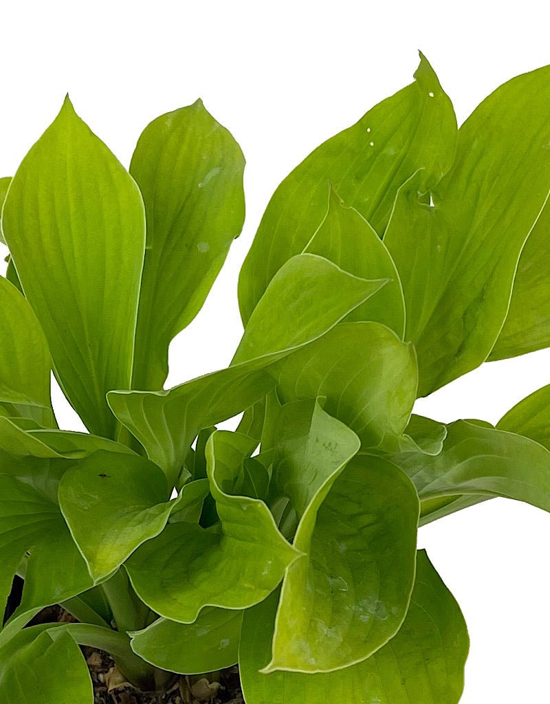 Hosta 'August Moon' 1 Gallon - The Garden Corner