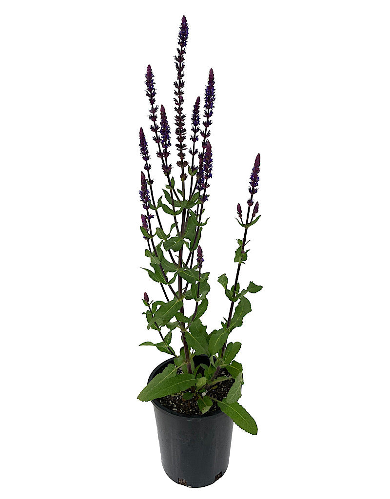 Salvia nemorosa 'Caradonna'