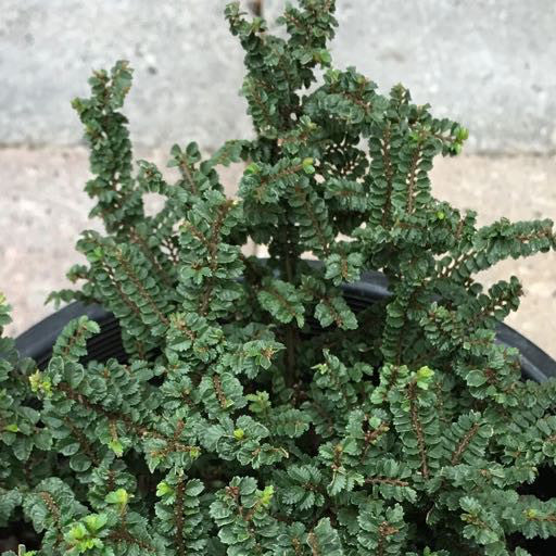 Ulmus parvifolia 'Hokkaido' - 1 gal