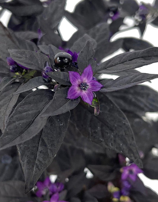 Capsicum annuum 'Purple Flash' Quart - The Garden Corner