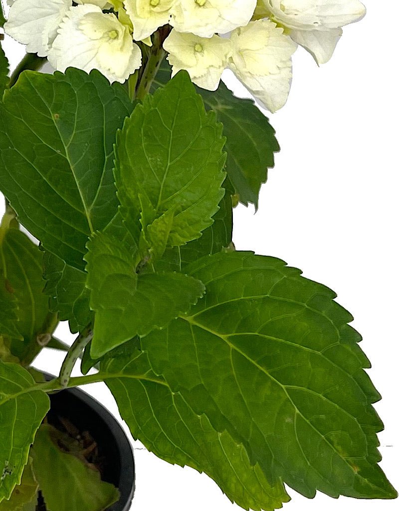 Hydrangea 'Saxon Alaska' 1 Gallon - The Garden Corner
