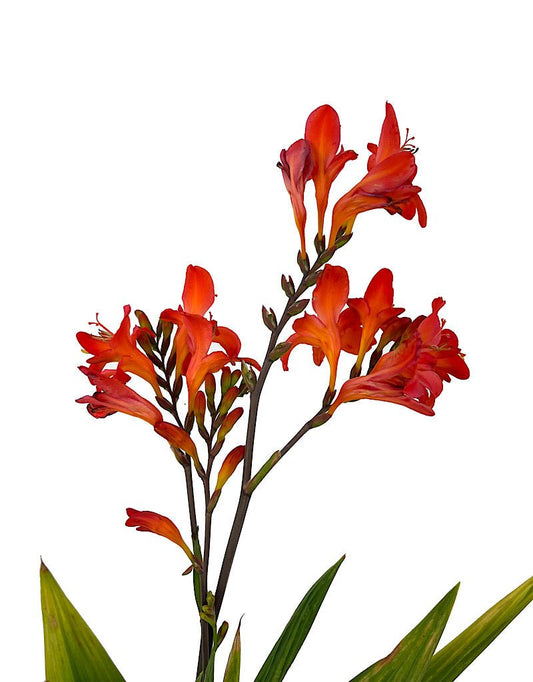 Crocosmia 'Limpopo' 1 Gallon - The Garden Corner
