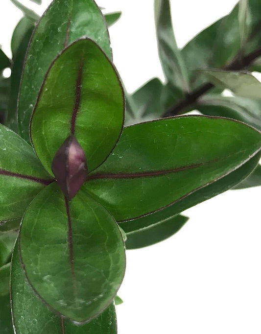 Hebe 'Alicia Amherst' 1 Gallon - The Garden Corner