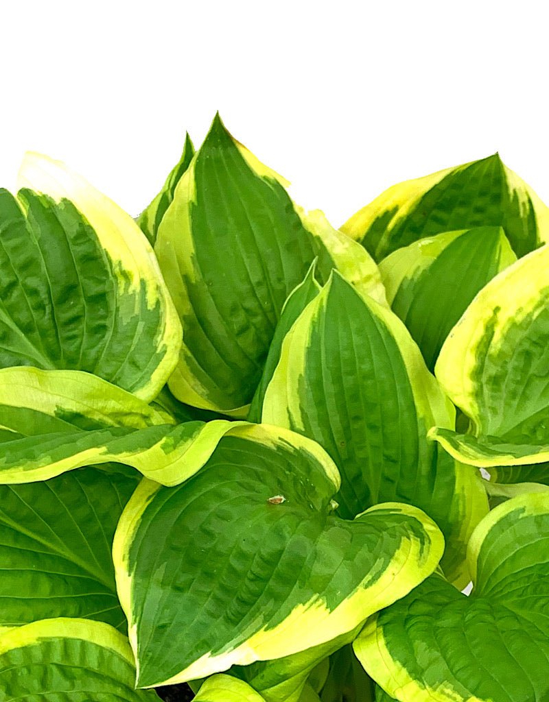 Hosta 'Shade Fanfare' 1 Gallon - The Garden Corner