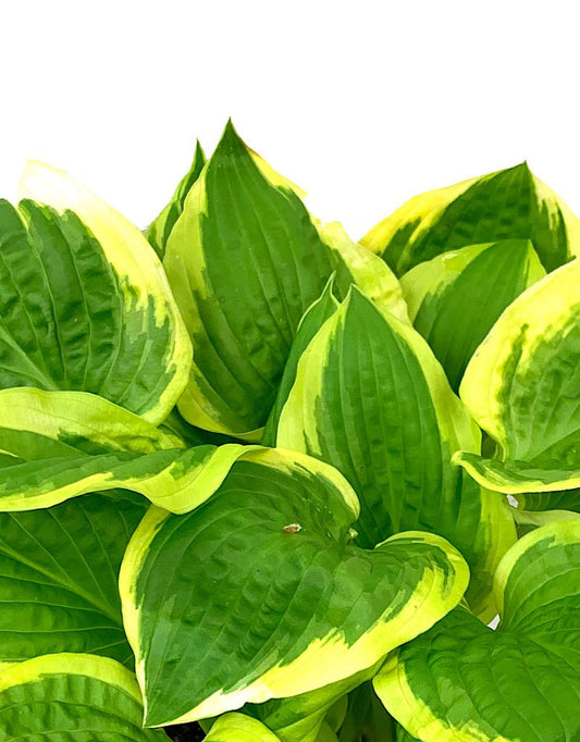 Hosta 'Shade Fanfare' 1 Gallon - The Garden Corner