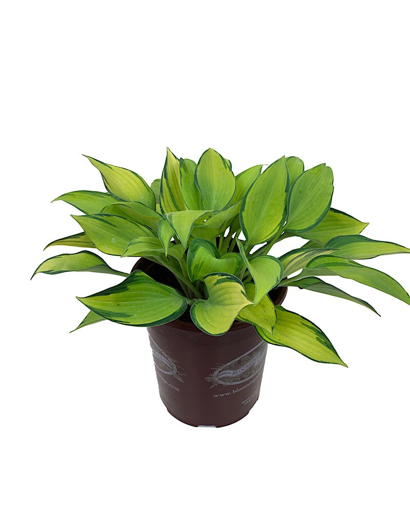 Hosta 'June' - Perennials