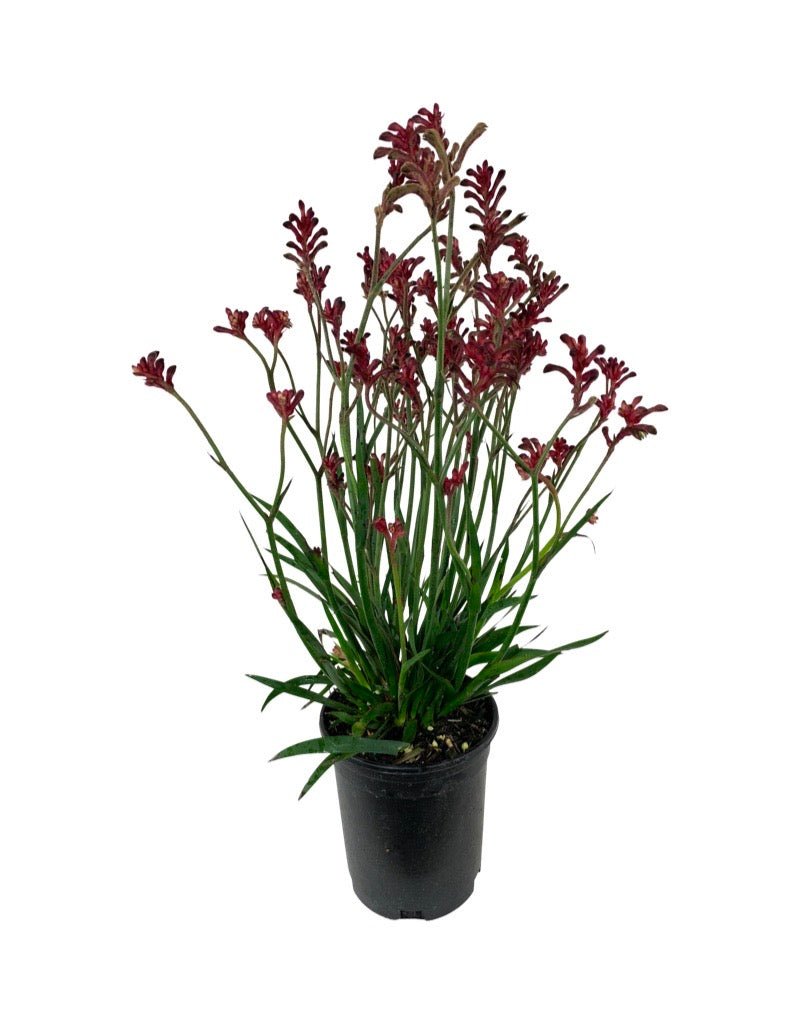 Anigozanthos Kanga Kangaroo Paws - The Garden Corner