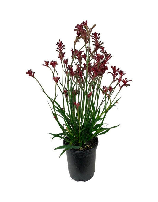 Anigozanthos Kanga Kangaroo Paws - The Garden Corner
