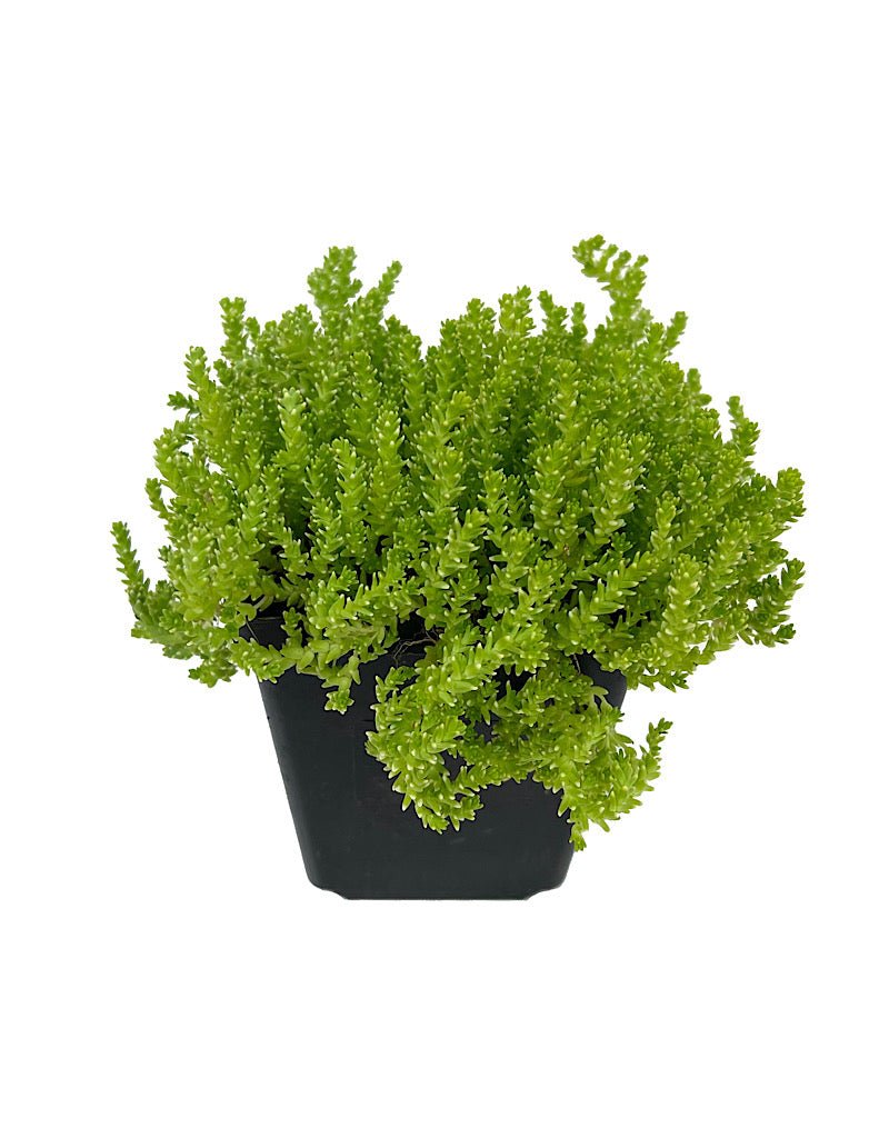 Sedum acre 'Aureum' - Groundcovers