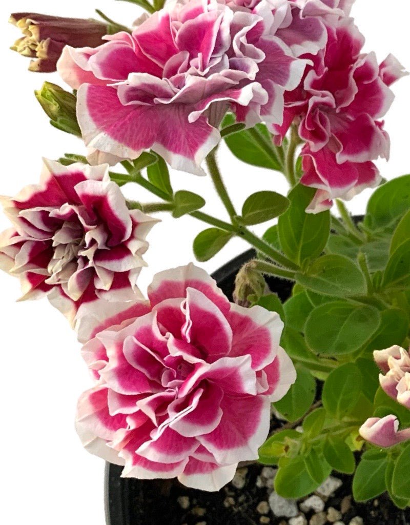 Petunia 'Pink Diamond' - The Garden Corner