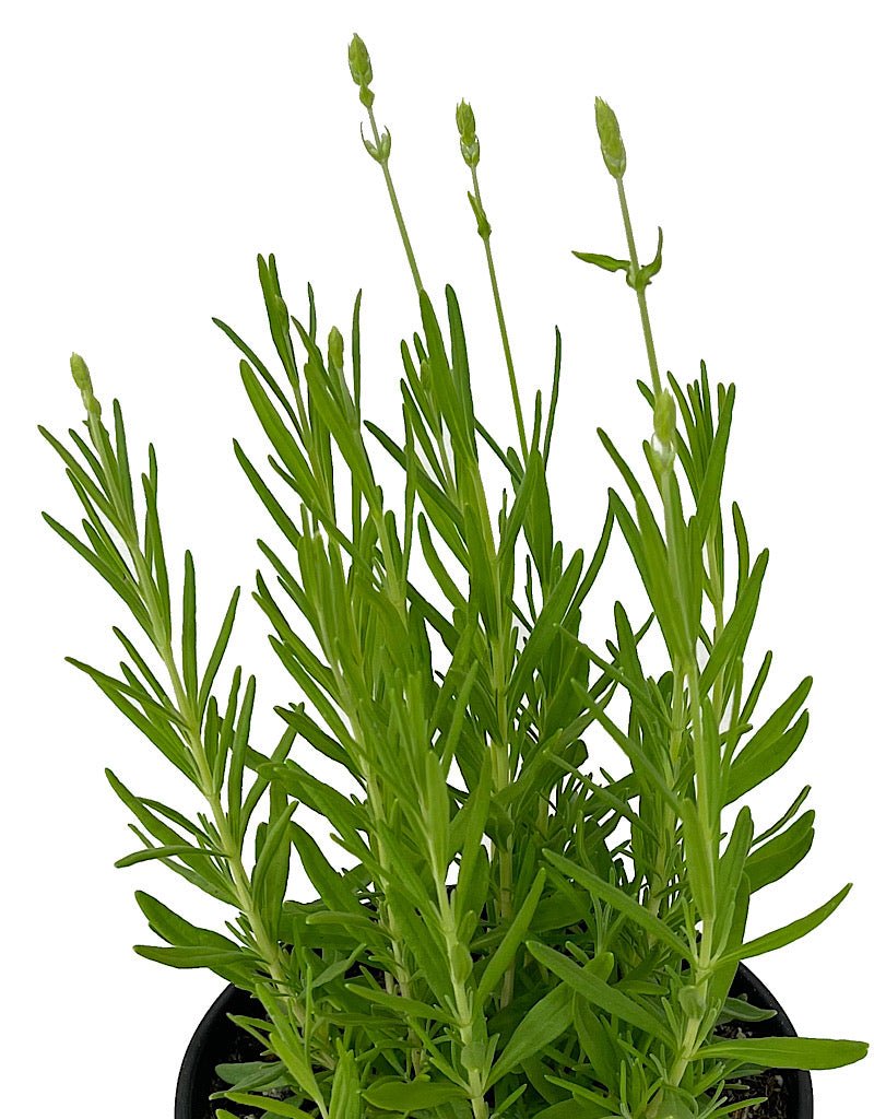 Lavandula 'Ellagance Snow' 1 Gallon - The Garden Corner