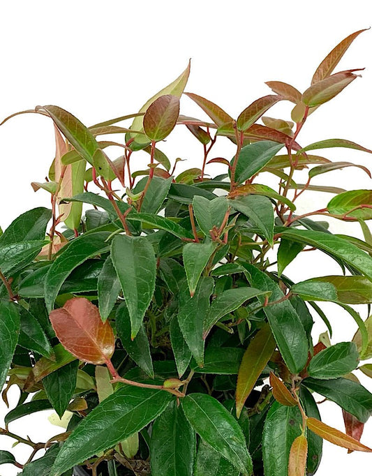Leucothoe f. 'Scarletta' 1 Gallon - The Garden Corner