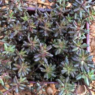 Sedum album 'Black Pearl'