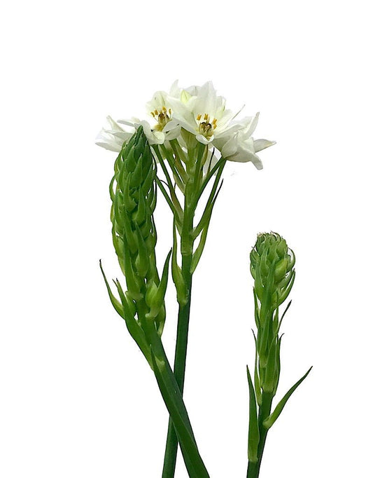 Ornithogalum umbellatum - Quart - The Garden Corner