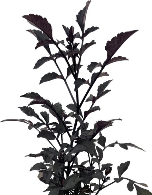 Dahlia 'Mystic Wonder' Quart - The Garden Corner