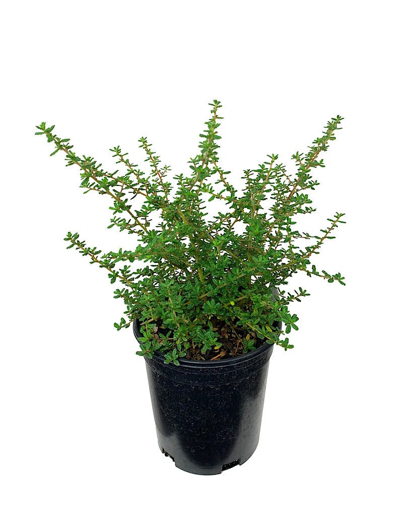 Ceanothus 'Dark Star' - The Garden Corner