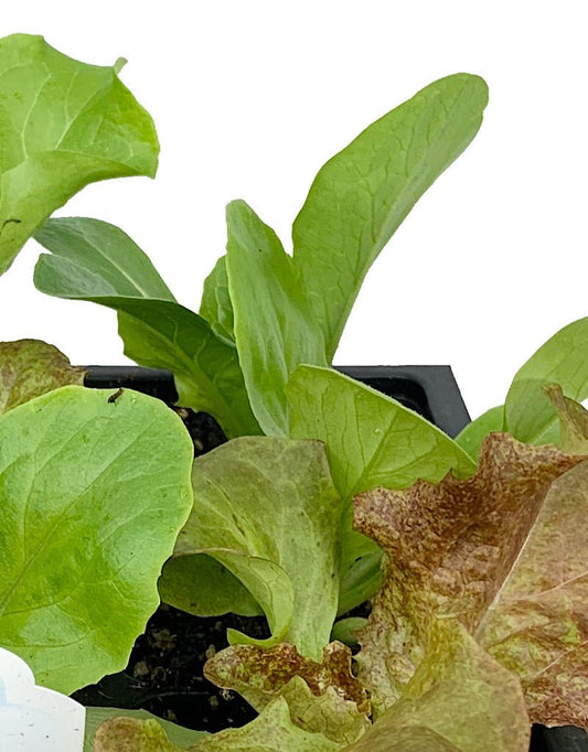 Lettuce 'Salad Bowl Mix' Traypack - The Garden Corner