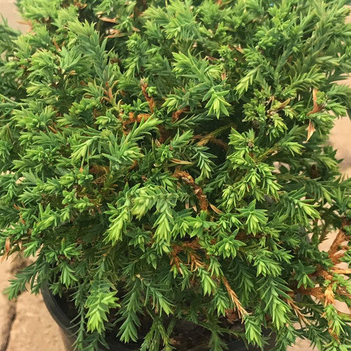 Thuja occidentalis 'Mr Bowling Ball'