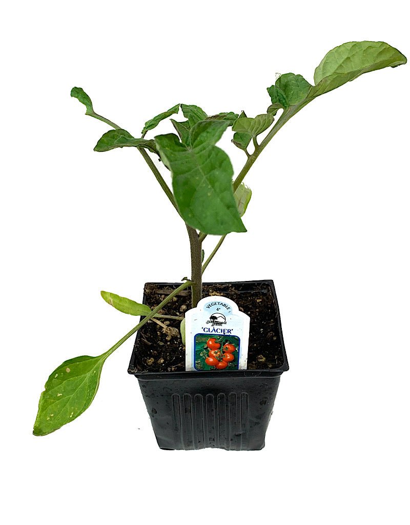 Tomato 'Glacier' 4 Inch - The Garden Corner