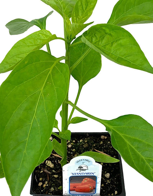 Pepper 'Mandarin' 4 Inch - The Garden Corner