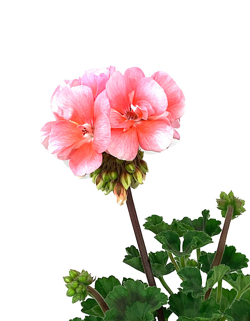 Geranium Zonal 'Presto Light Salmon'