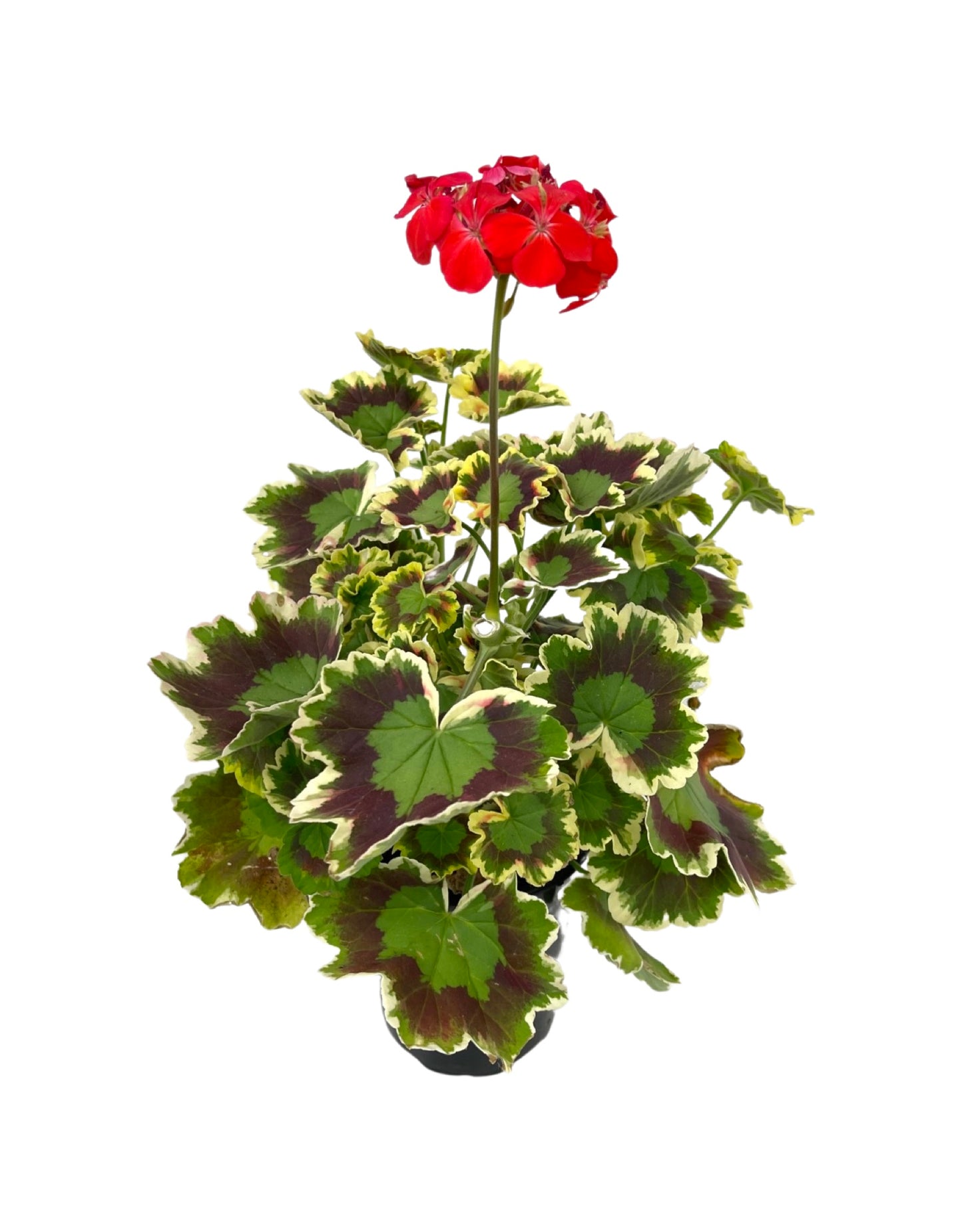 Geranium Fancy Leaf 'Mrs. Pollock' - Annuals