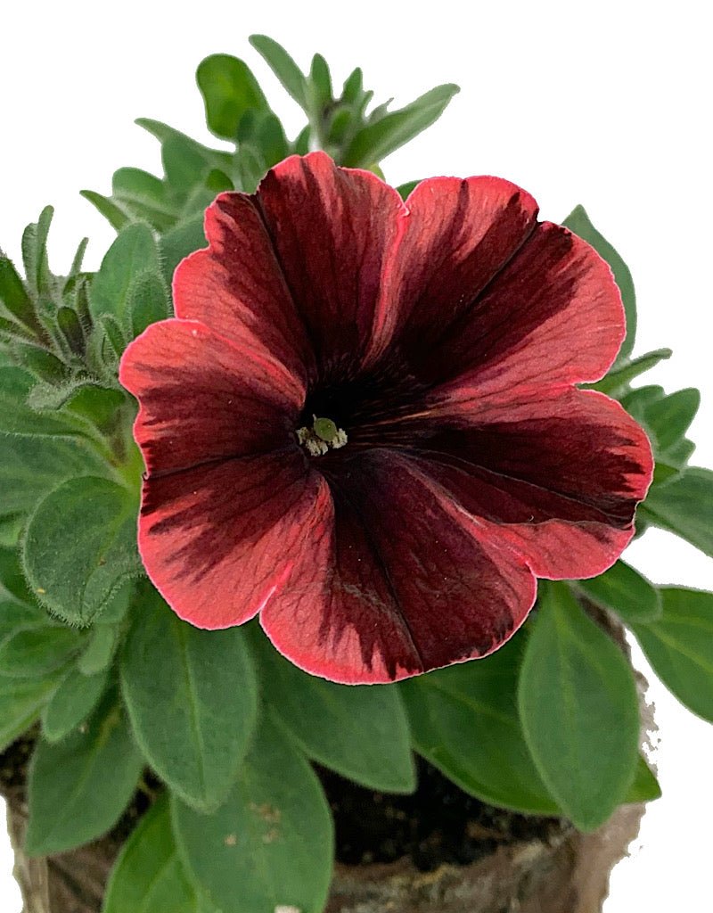 Petunia 'Sweetunia Fiona Flash' - The Garden Corner