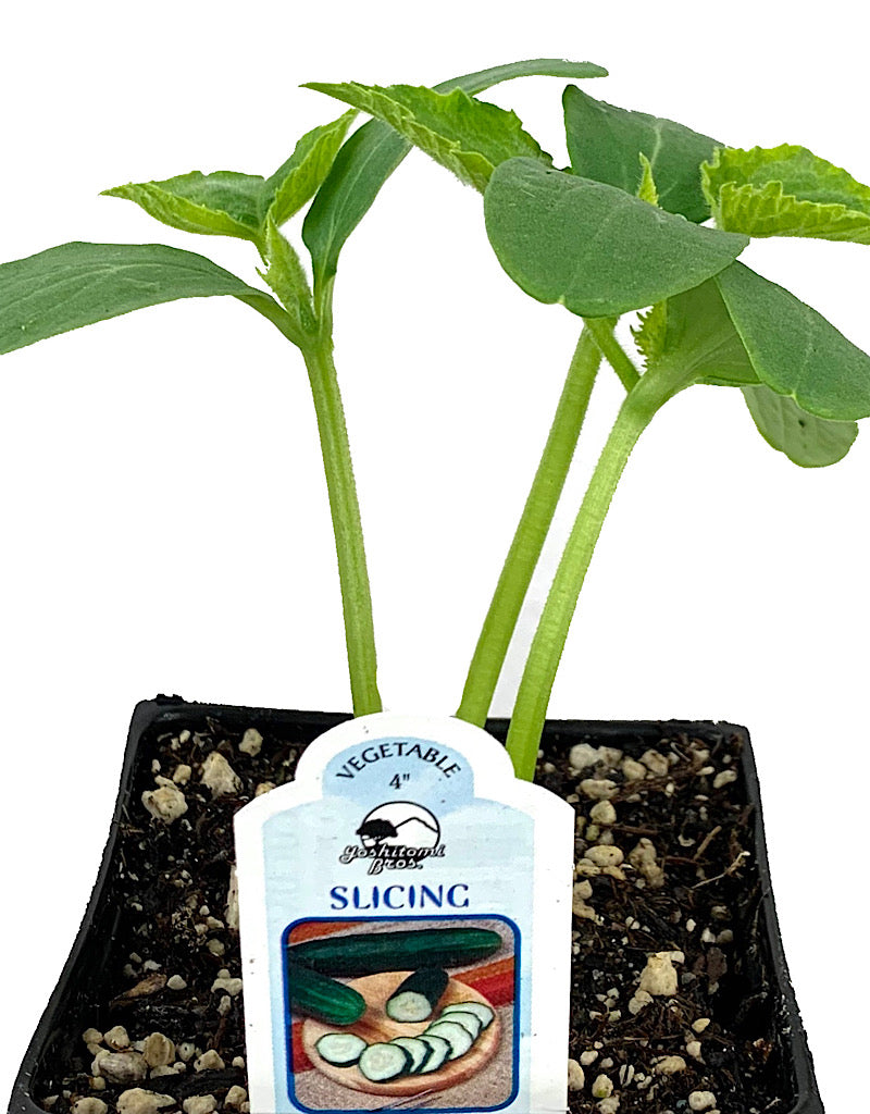 Cucumber 'Slicing'