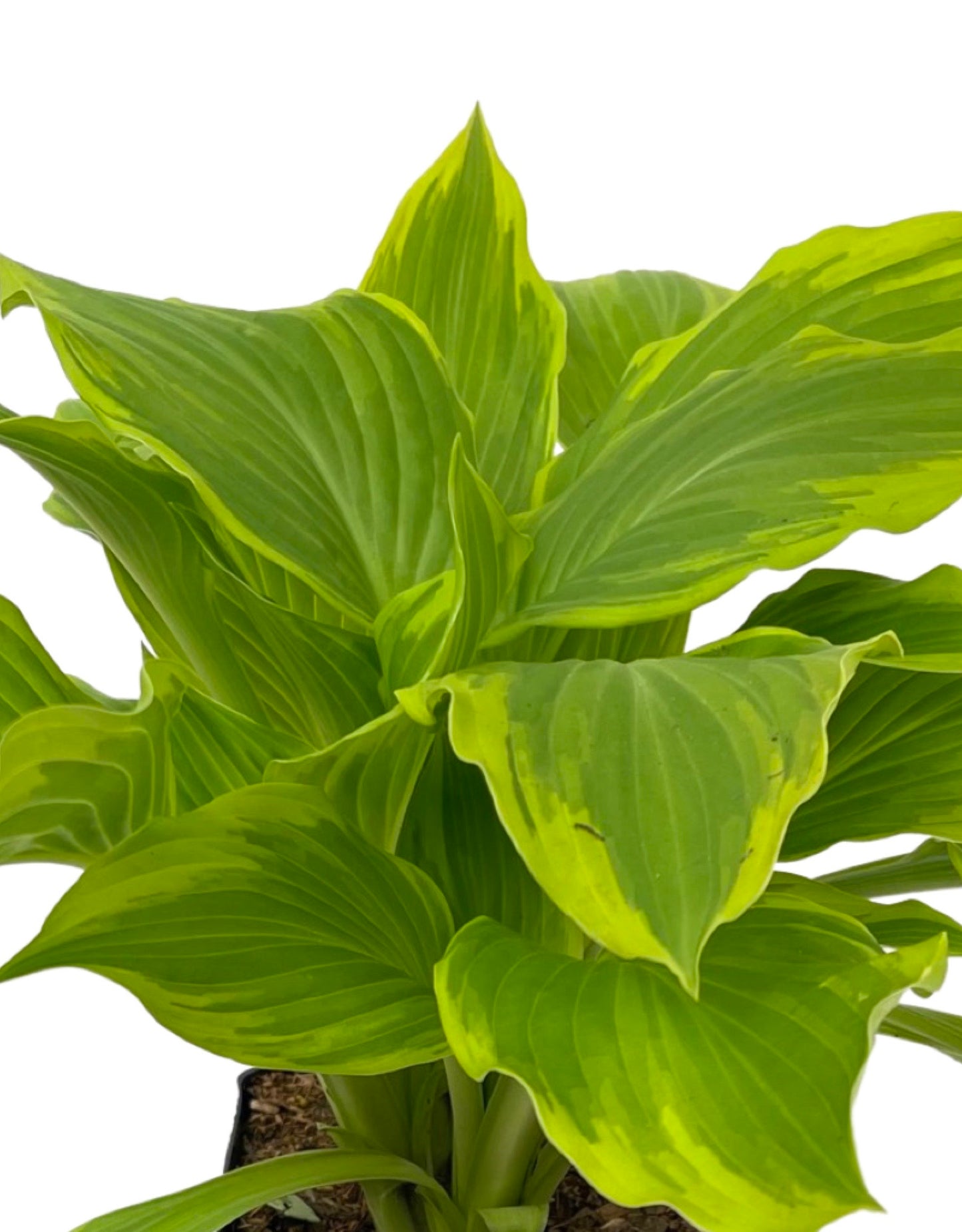 Hosta 'Bridgeville' 1 Gallon - The Garden Corner