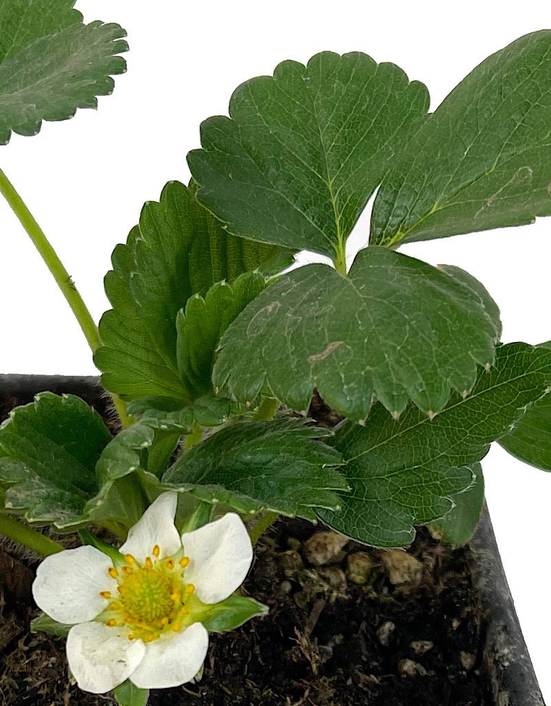 Strawberry 'Albion' 4 Inch - The Garden Corner