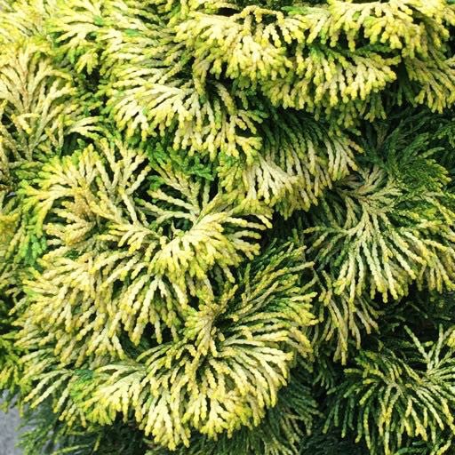 Cham. obtusa 'Verdoni' - 1 gal - The Garden Corner