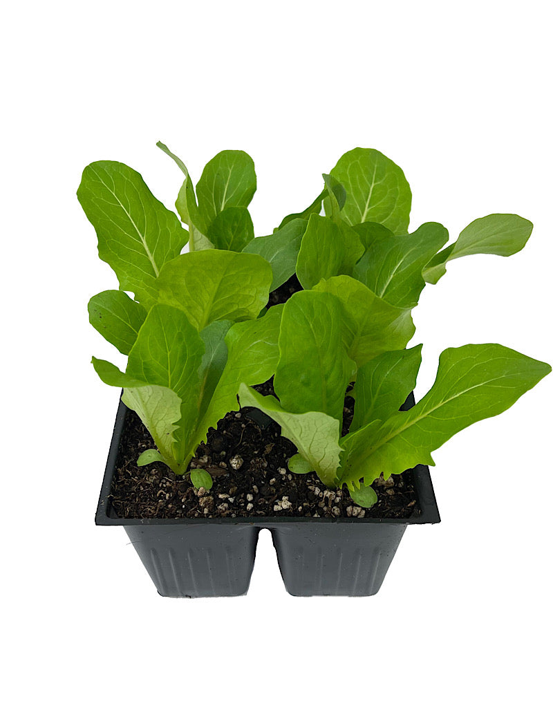 Lettuce 'Romaine'