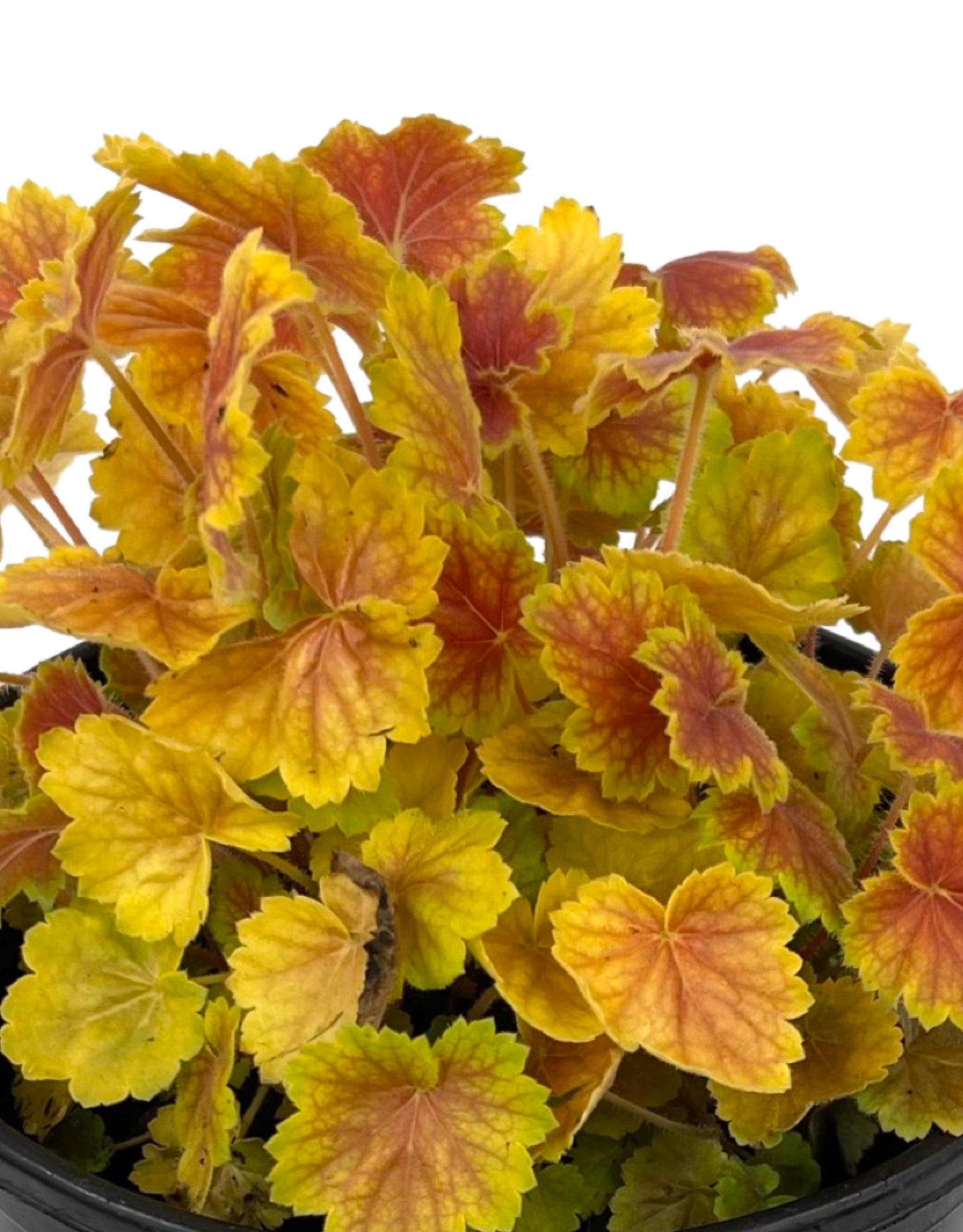 Heuchera 'Northern Exposure Sienna'