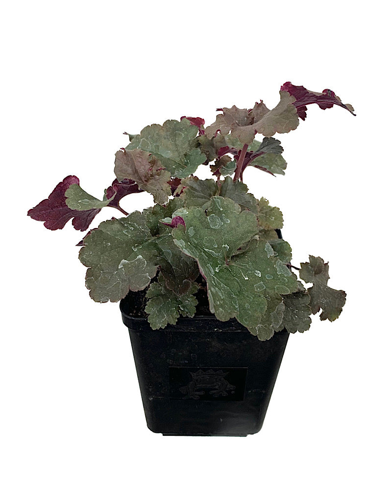 Heuchera 'Dark Storm'