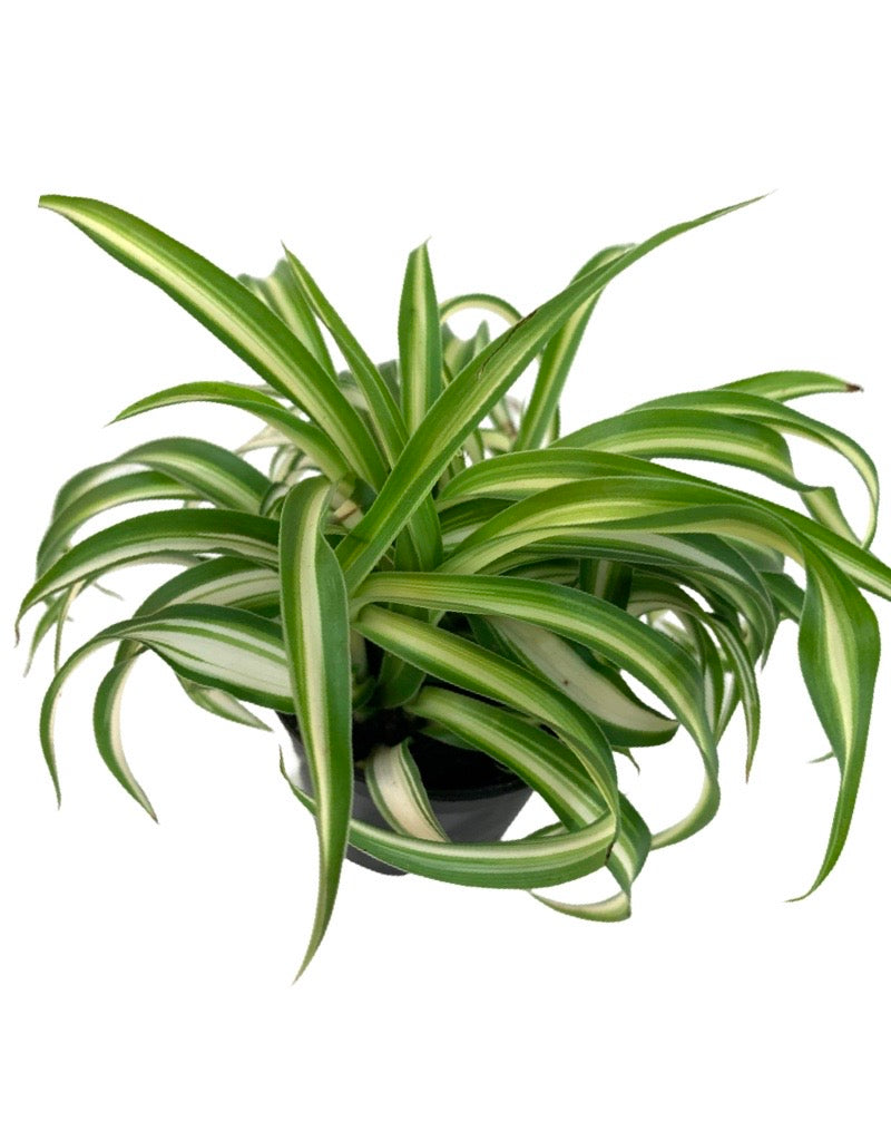 Chlorophytum comosum 'Bonnie'