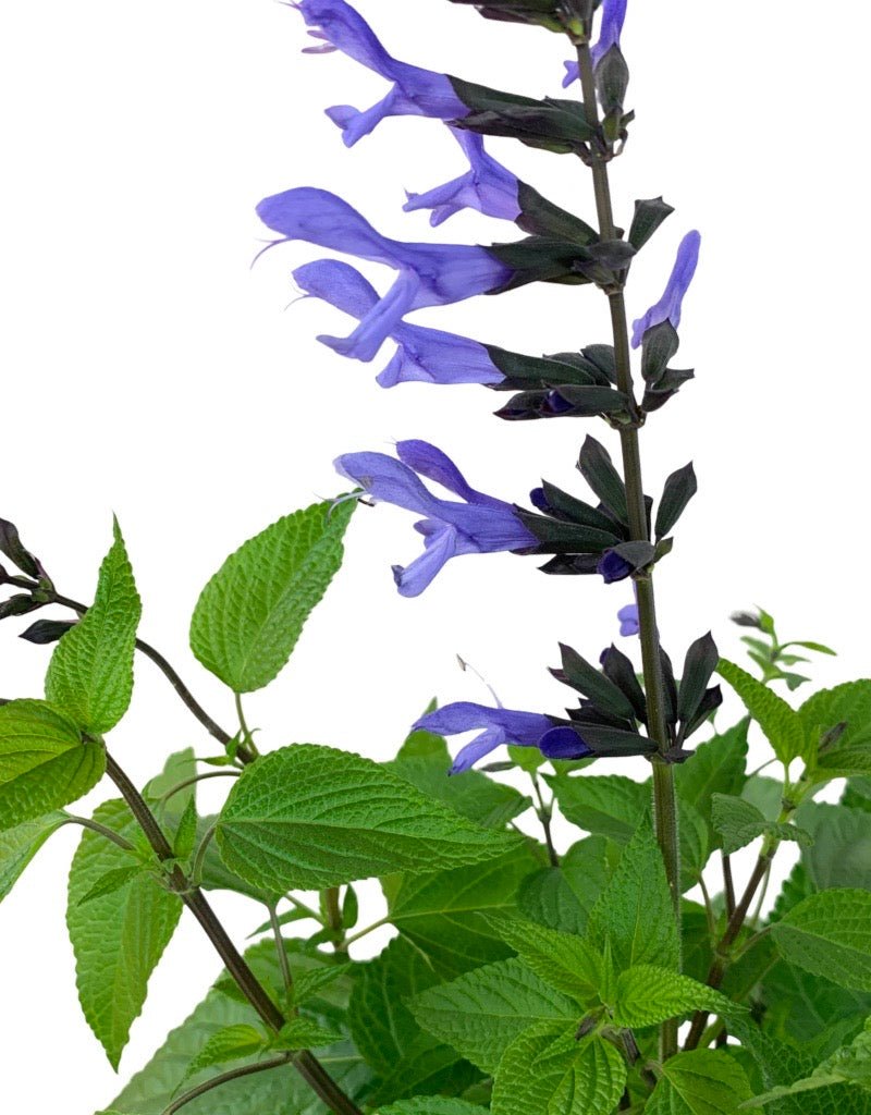 Salvia 'Rockin Blue Suede Shoes' - The Garden Corner