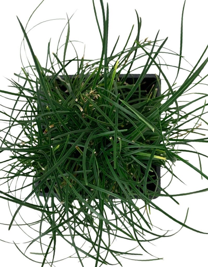 Ophiopogon umbraticola 'Bad Hair Day' - The Garden Corner