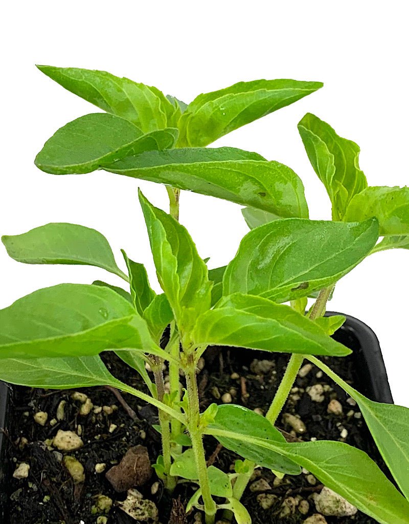 Basil 'Lemon' 4 inch - The Garden Corner