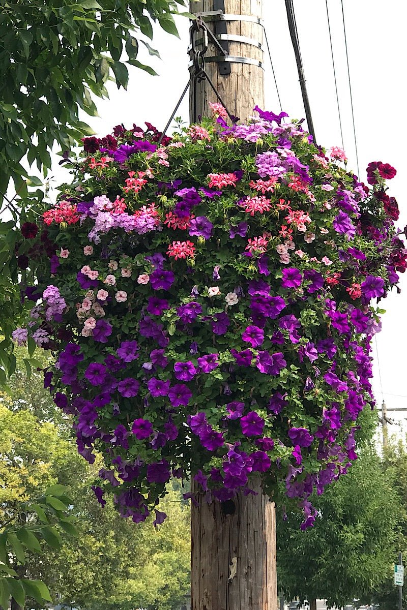 Our Passion Basket - Pre-Order - Annuals