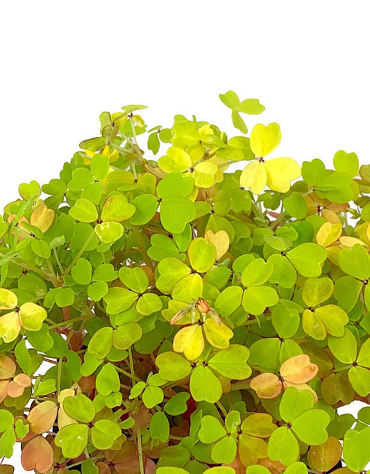 Oxalis 'Molten Lava' 4 inch - The Garden Corner
