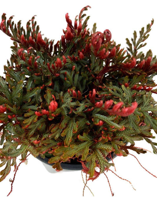 Selaginella erythropus 'Sanguinea' - The Garden Corner