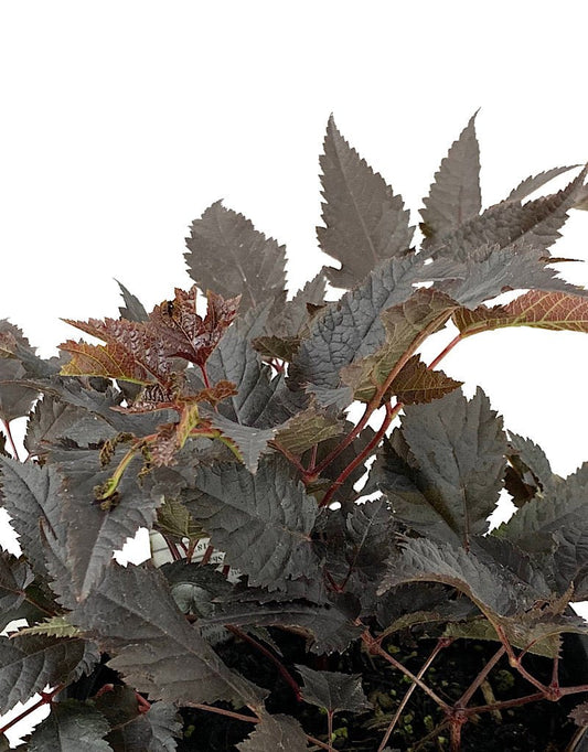 Astilbe 'Chocolate Shogun' 1 Gallon - The Garden Corner