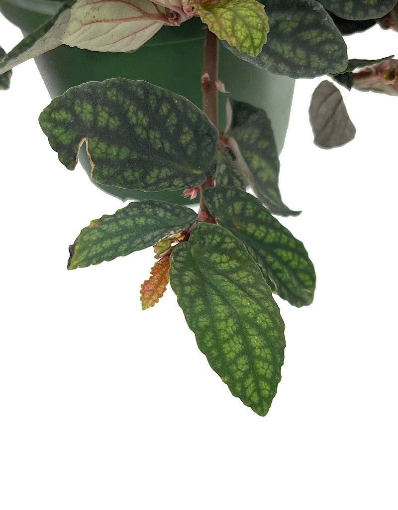 Pellionia pulchra 6 Inch Hanging Basket - The Garden Corner