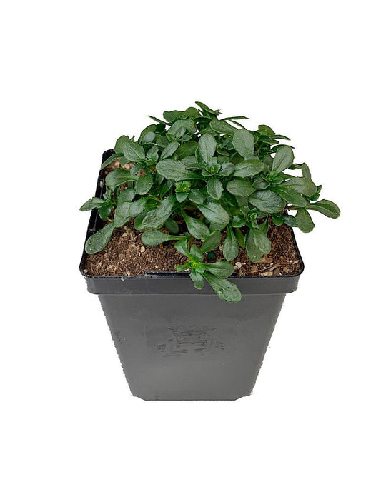 Iberis sempervirens 'Pink Ice' - The Garden Corner