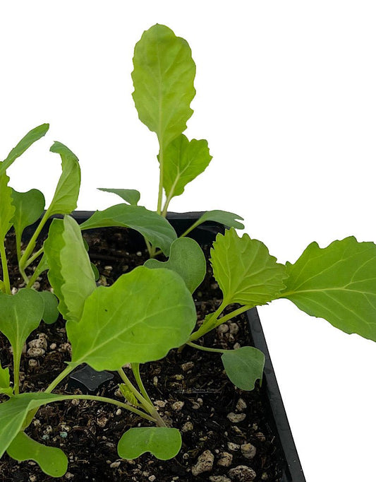 Collards 'Champion' Jumbo Traypack - The Garden Corner