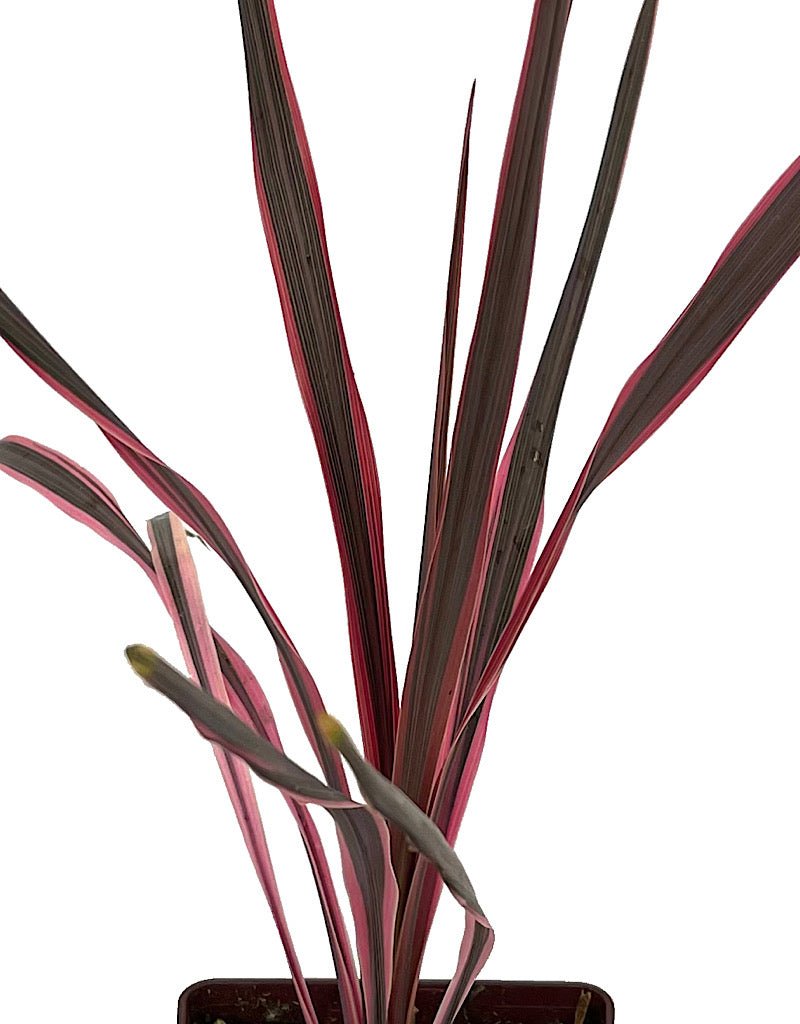 Cordyline 'Southern Splendor' Quart - The Garden Corner