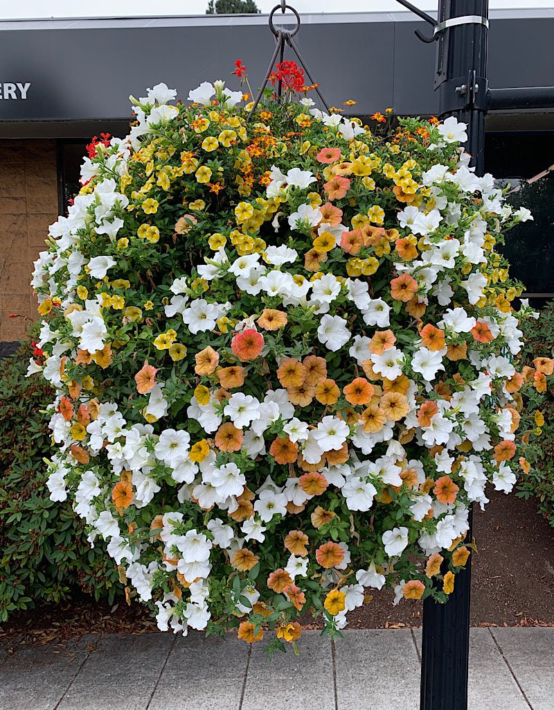 Our Passion Basket - Pre-Order - Annuals