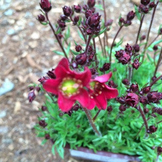 Saxifraga t. 'Deep Red' 4 inch