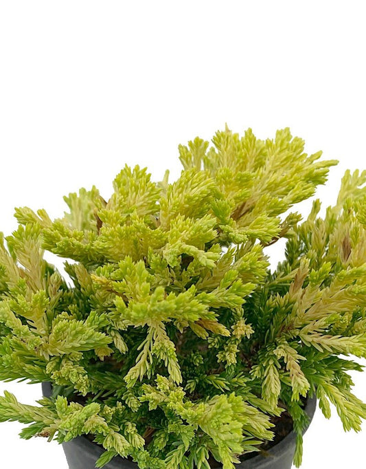 Juniperus horizontalis 'Gold Strike' 4 Inch - The Garden Corner