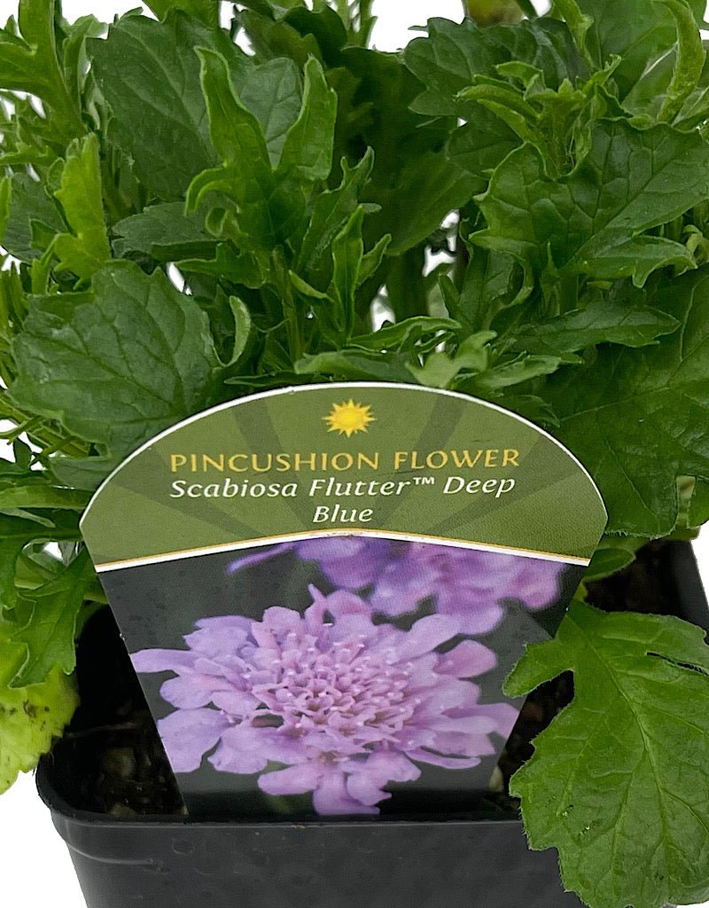 Scabiosa 'Flutter Deep Blue' 4 Inch - The Garden Corner